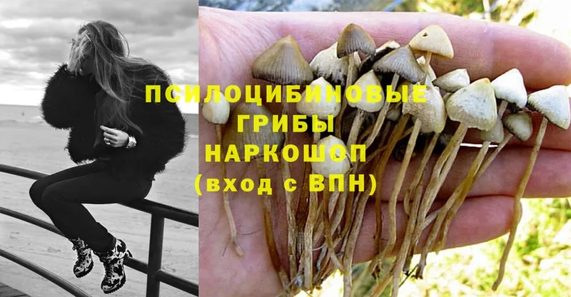 Галлюциногенные грибы Psilocybine cubensis  купить  сайты  KRAKEN зеркало  Калязин 